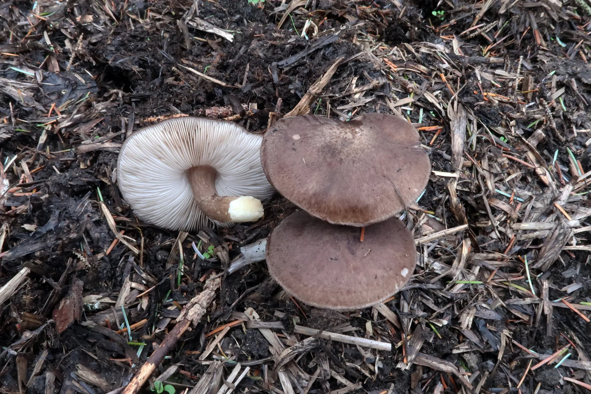 Pluteus atromarginatus - 1 - IMG_2214